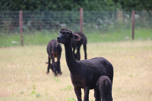 Black alpacas grazing in a grassy field with a wire fence and trees in the background