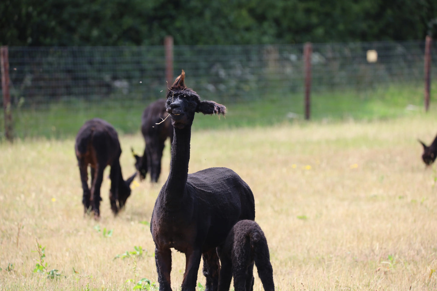 Black alpacas grazing in a fenced grassy field with a wooded background