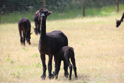 Black alpaca with trimmed fur standing in grassy field with nursing cria and blurred alpacas in background