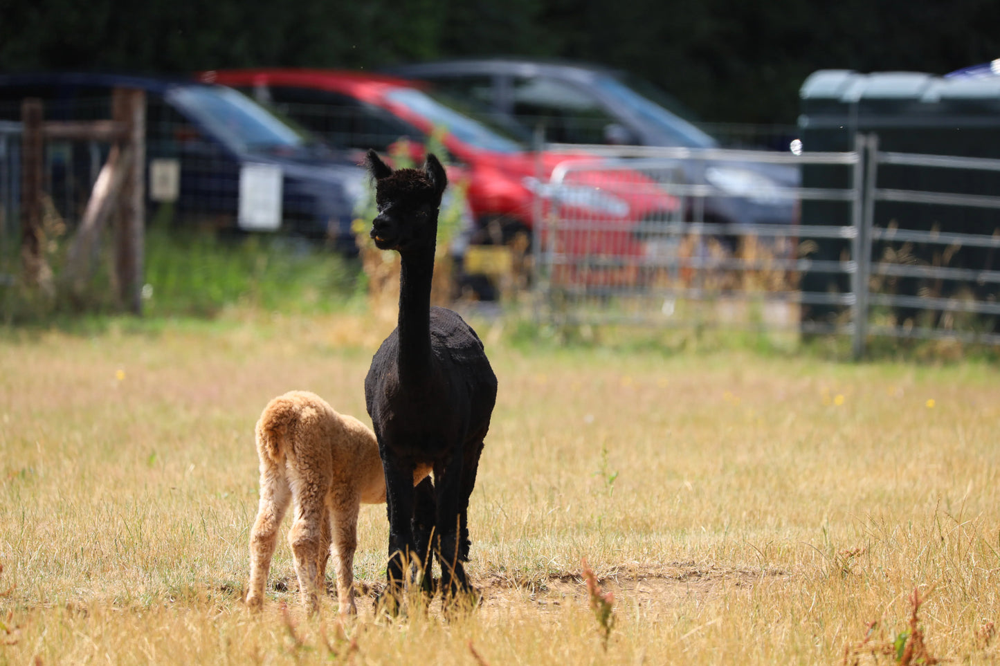 Black adult alpaca with light brown baby alpaca nursing in a dry grassy field near fenced area