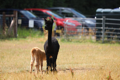 Black adult alpaca with light brown baby alpaca nursing in a dry grassy field near fenced area