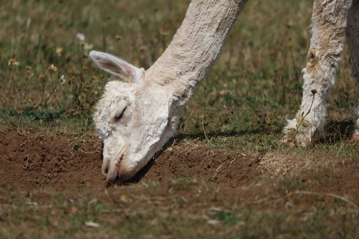 Close-up of white alpaca grazing on dry grass in a sunny field