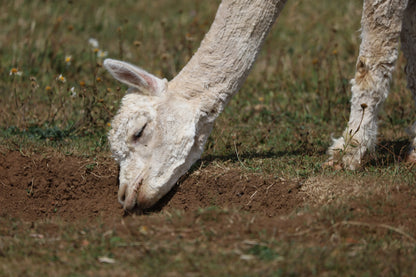 Close-up of white alpaca grazing on dry grass in a sunny field