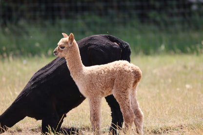 Young light brown alpaca standing next to an adult black alpaca grazing in a grassy field
