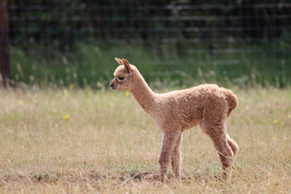 Young light brown alpaca standing on grassy field with blurred green background and wire fence