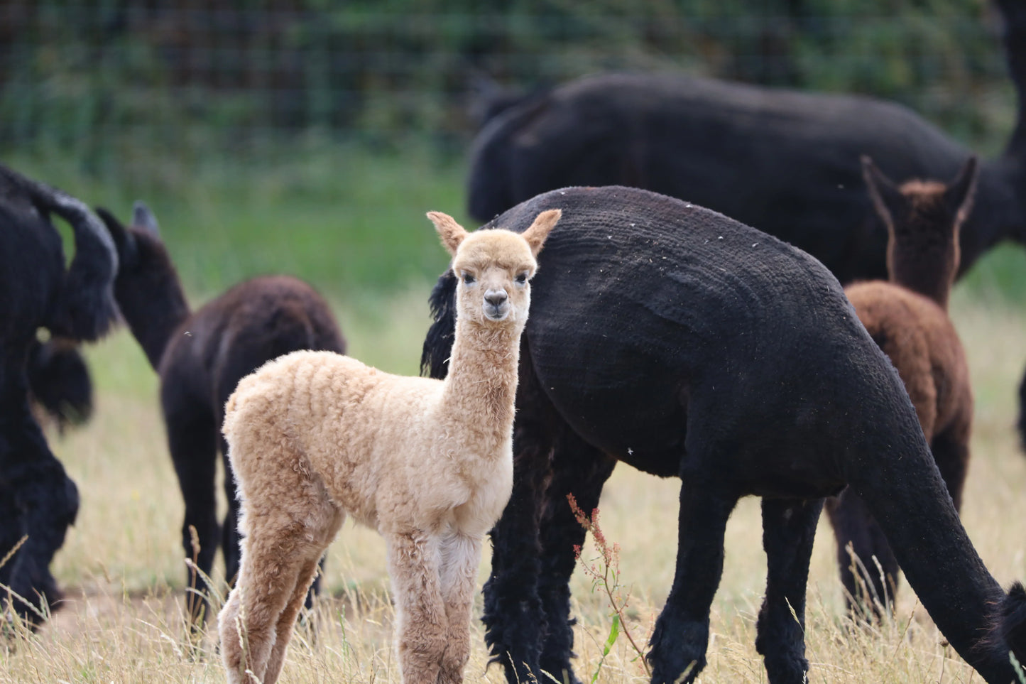 Young beige alpaca standing in grassy field among black alpacas grazing