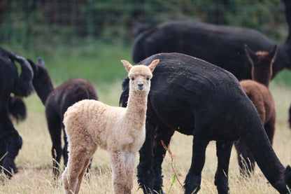 Young beige alpaca standing in grassy field among black alpacas grazing