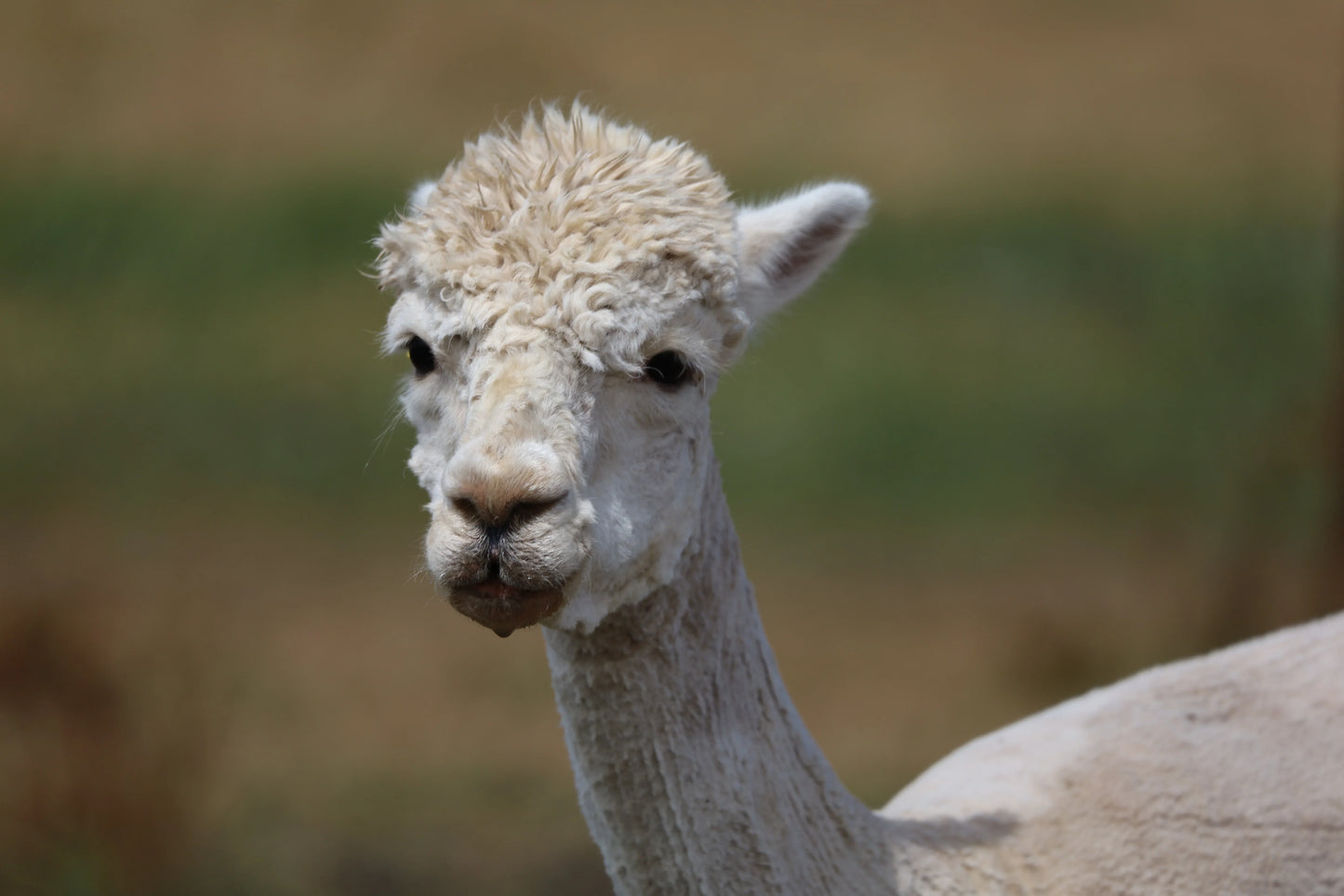 Close-up of white alpaca with curly fleece in outdoor natural setting