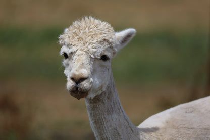 Close-up of white alpaca with curly fleece in outdoor natural setting