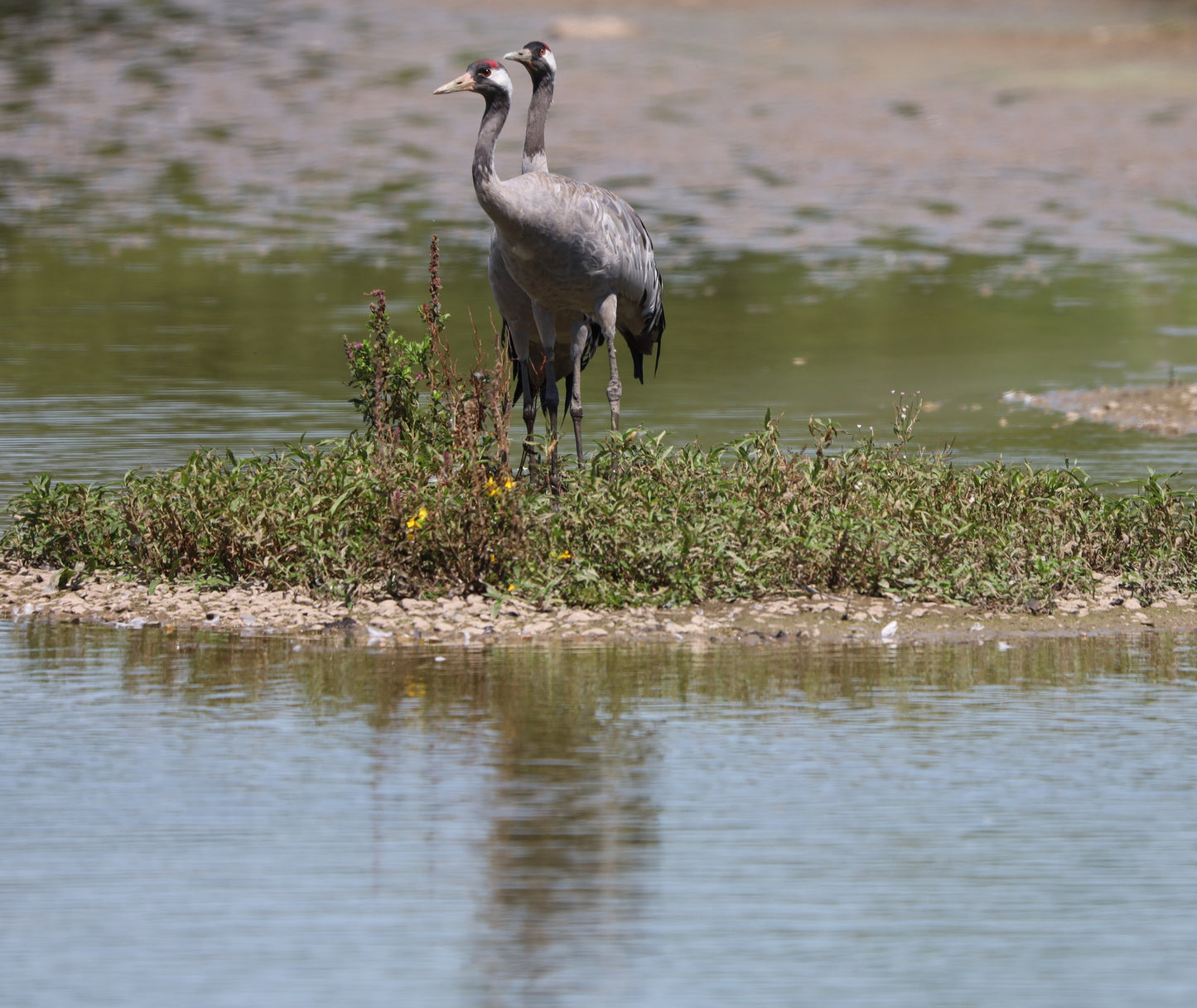 WWT Slimbridge Wildlife Photography Prints