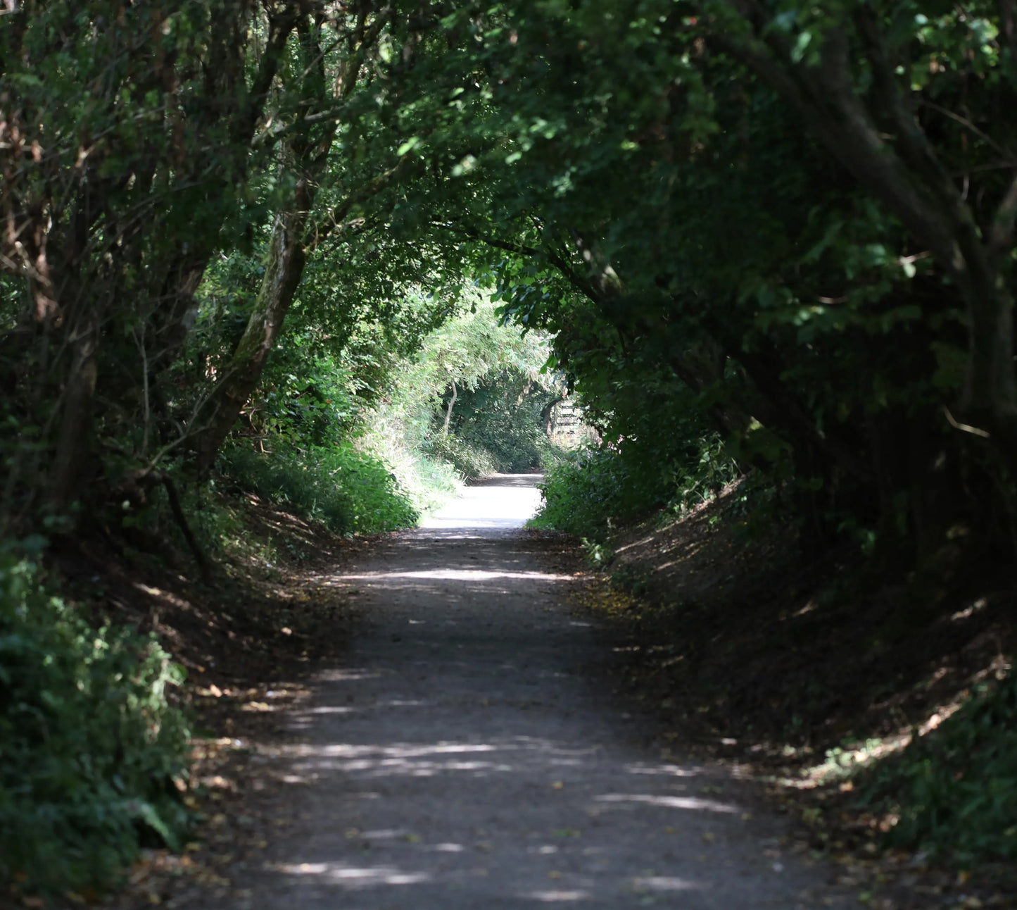 Shaded woodland path with trees arching overhead creating a green tunnel in British countryside