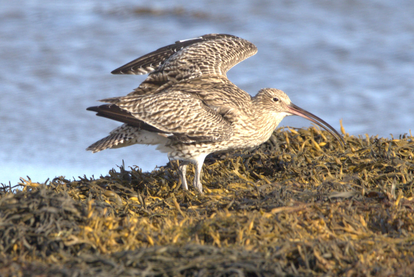 Wildlife in Northumberland Photography Prints