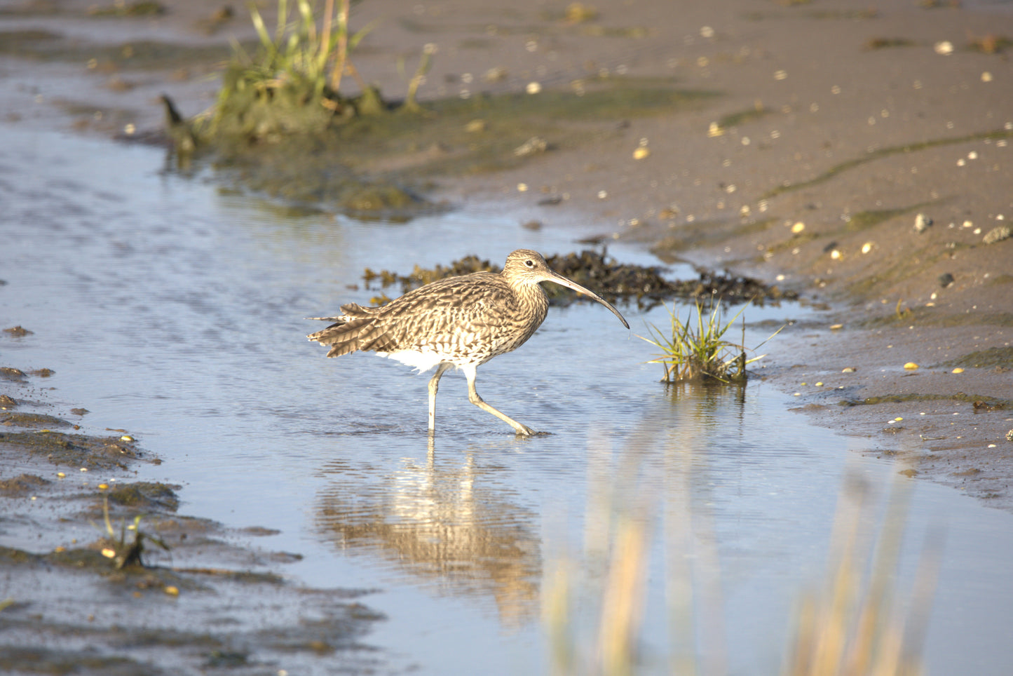 Wildlife in Northumberland Photography Prints