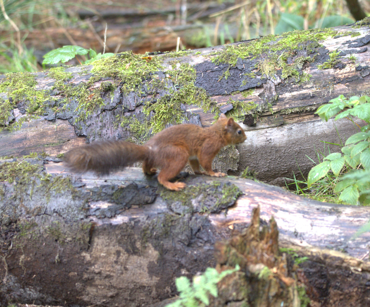Wildlife in Northumberland Photography Prints