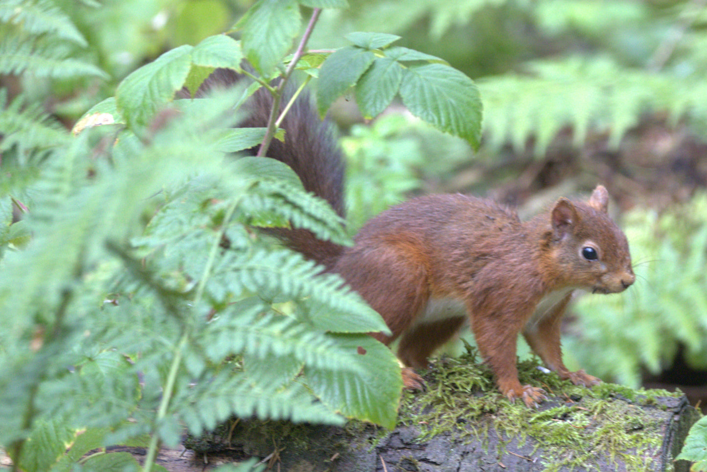 Wildlife in Northumberland Photography Prints