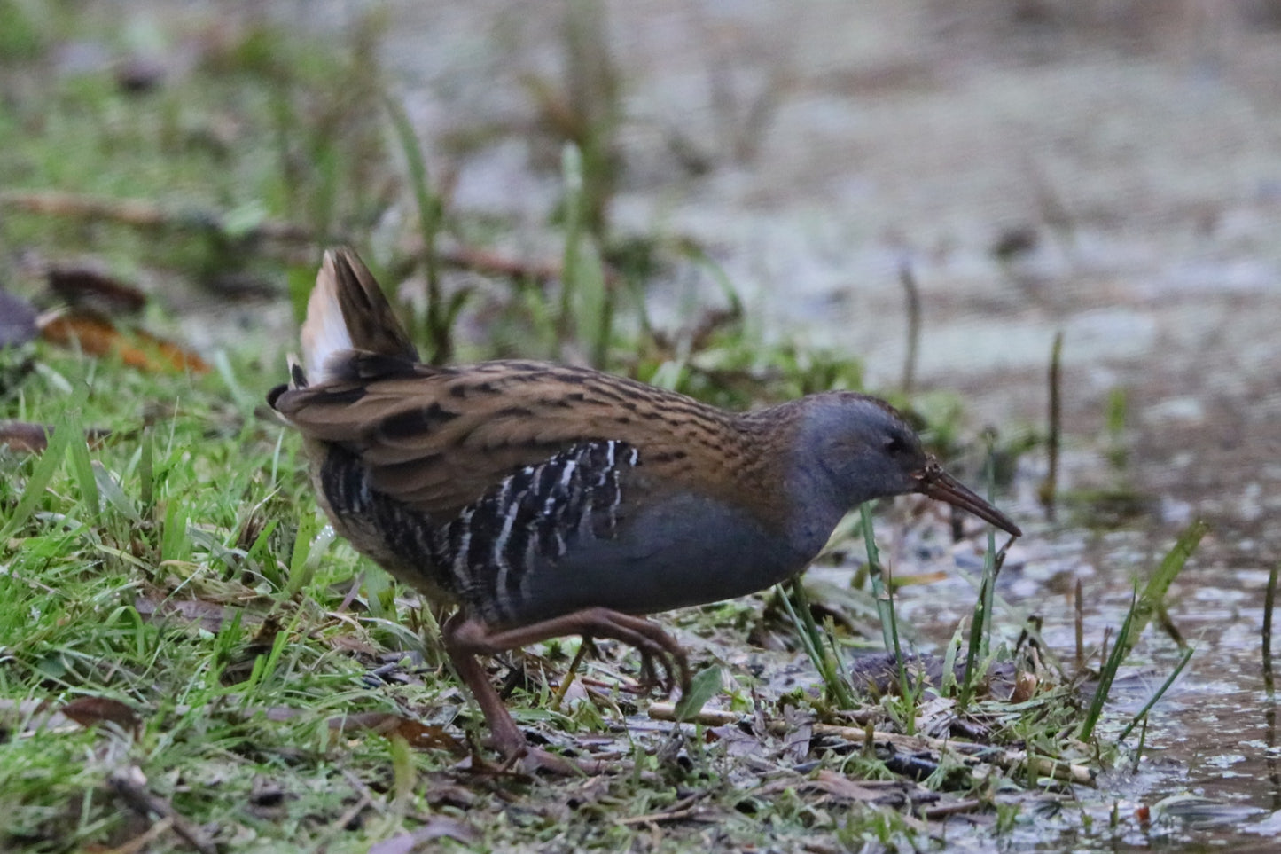 WWT Slimbridge Wildlife Photography Prints