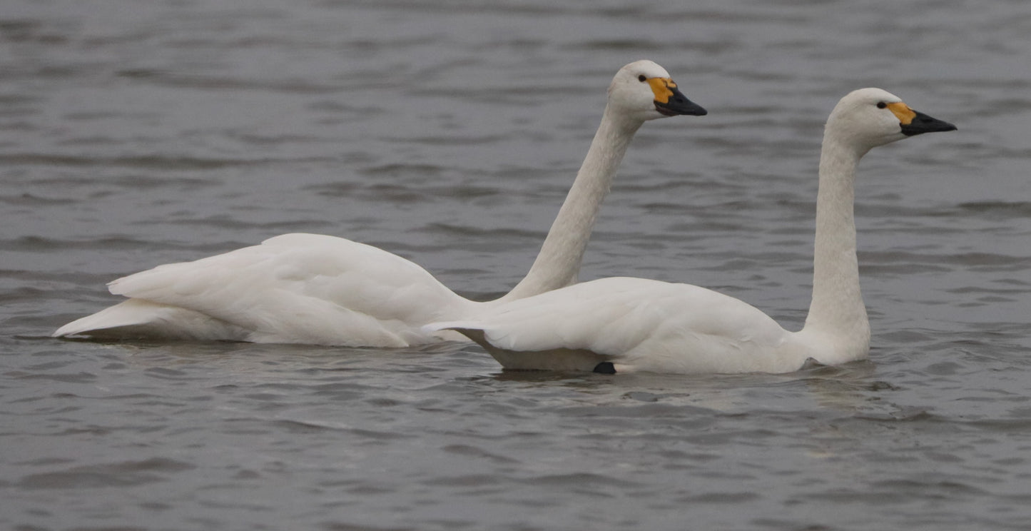 WWT Slimbridge Wildlife Photography Prints
