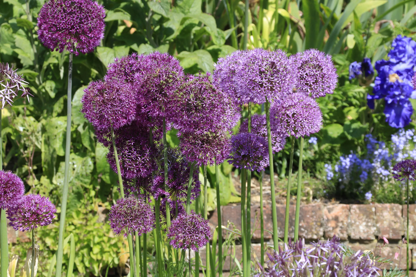 Cluster of purple and violet allium flowers with tall green stems in a sunny garden setting
