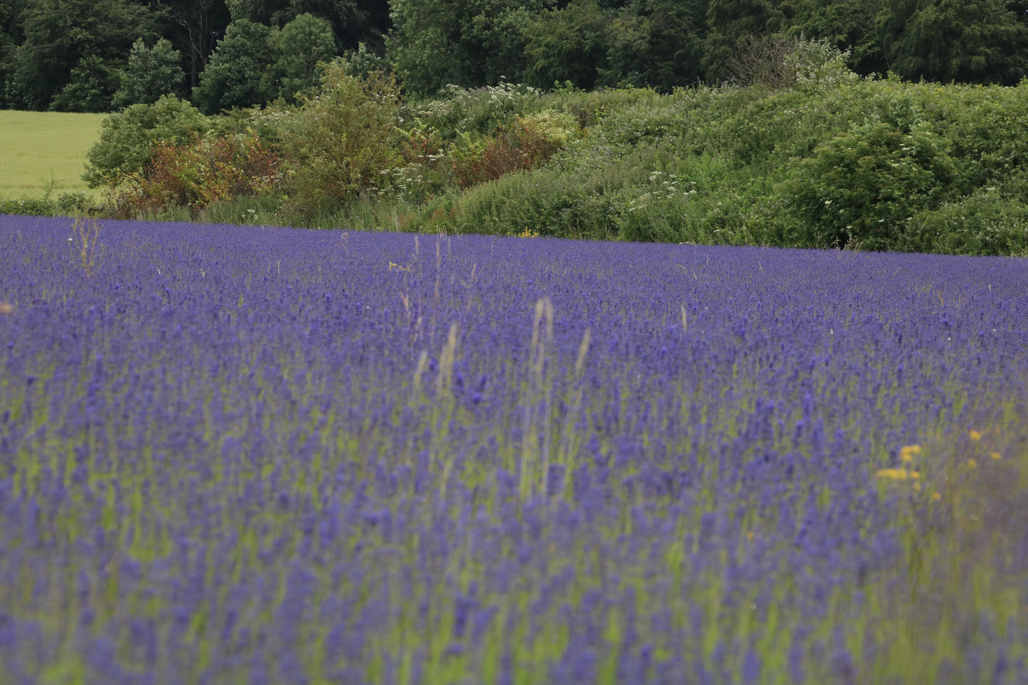 Vibrant lavender field in full bloom with green trees and bushes in the background