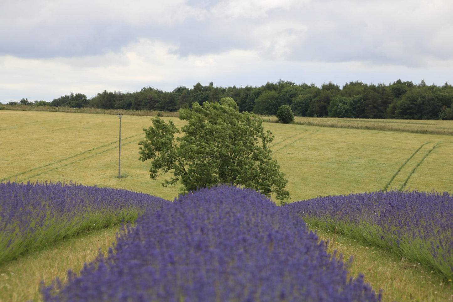 Rows of blooming lavender plants in a field with green grass and trees under a cloudy sky