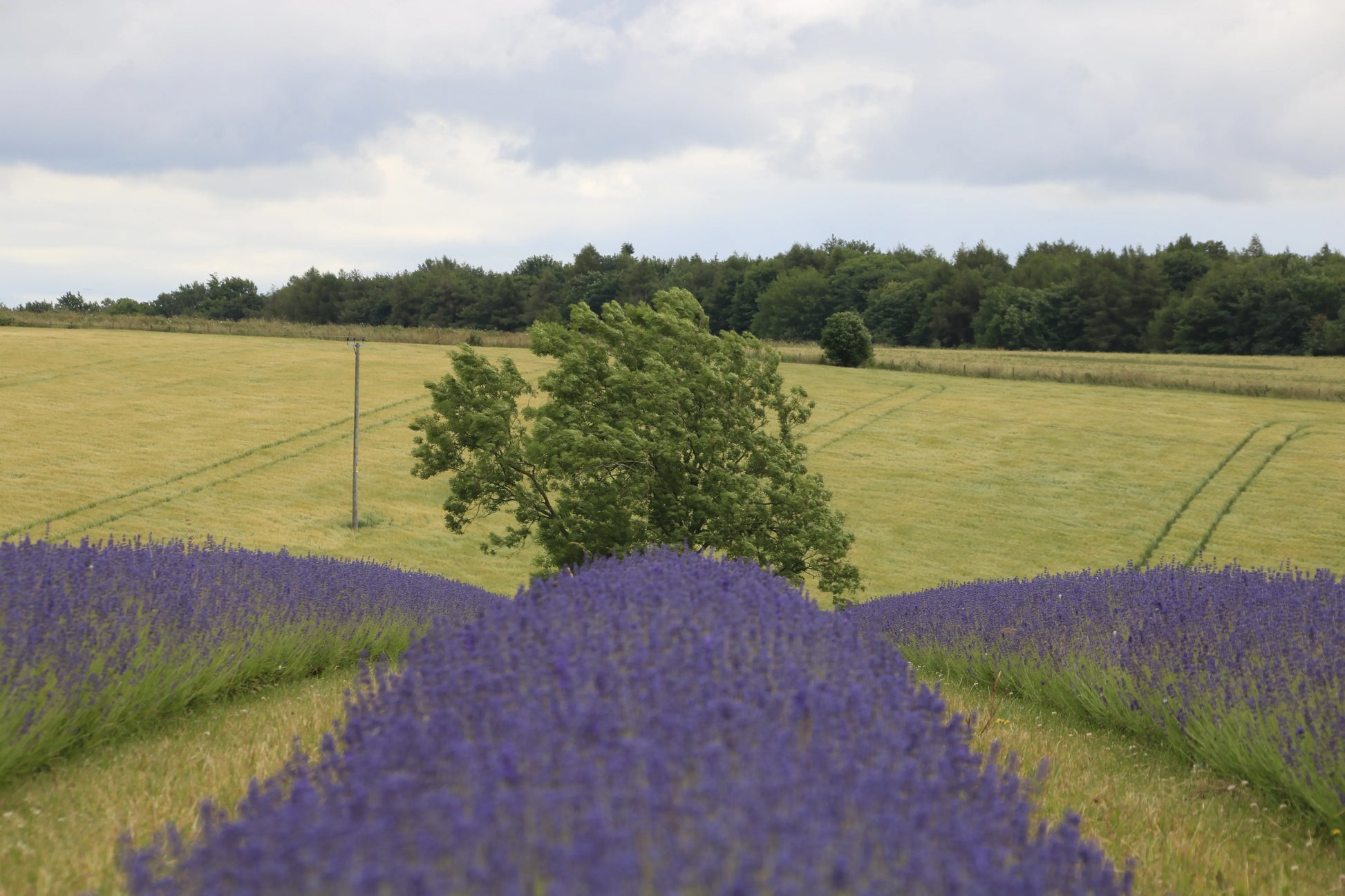 Rows of blooming lavender plants in a field with green grass and trees under a cloudy sky