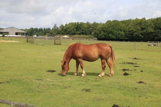 Chestnut horse grazing in sunny green pasture with farm buildings and trees in background