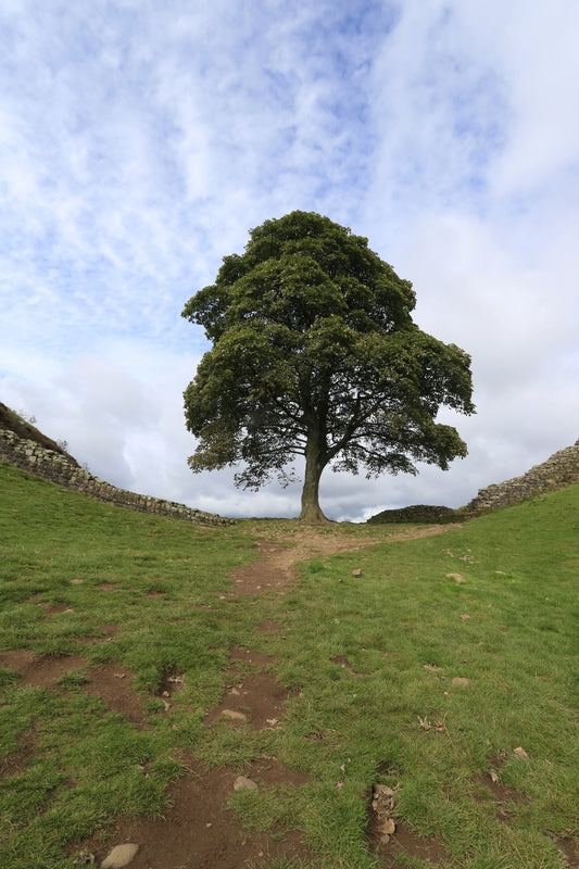 Lone mature tree atop green grassy hill with stone walls and cloudy blue sky, British landscape