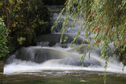 Gentle cascading waterfall surrounded by lush green foliage and hanging willow branches