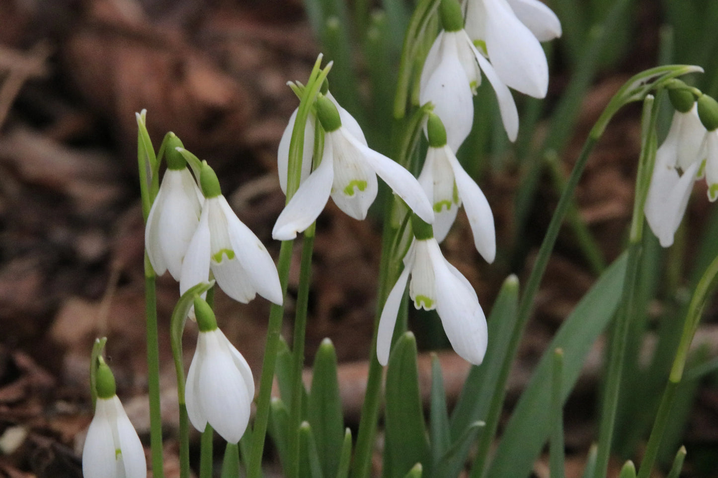 Close-up of white snowdrop flowers with green markings and grass in natural forest floor setting