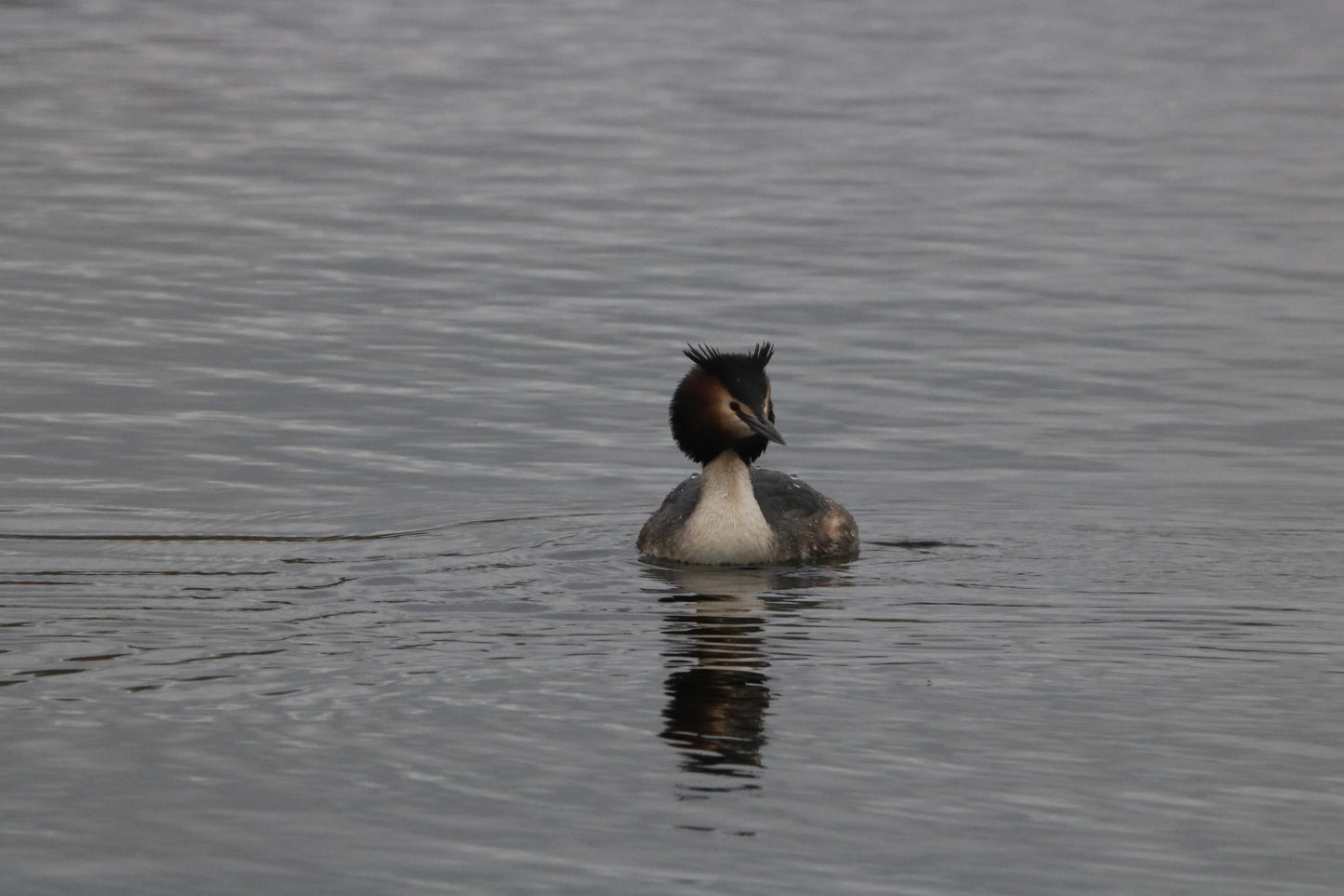 Great crested grebe swimming in calm grey water with reflection visible