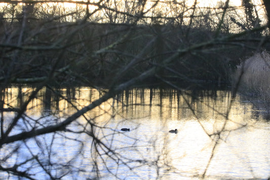 Two ducks swimming on a reflective lake at sunset with bare tree branches in foreground