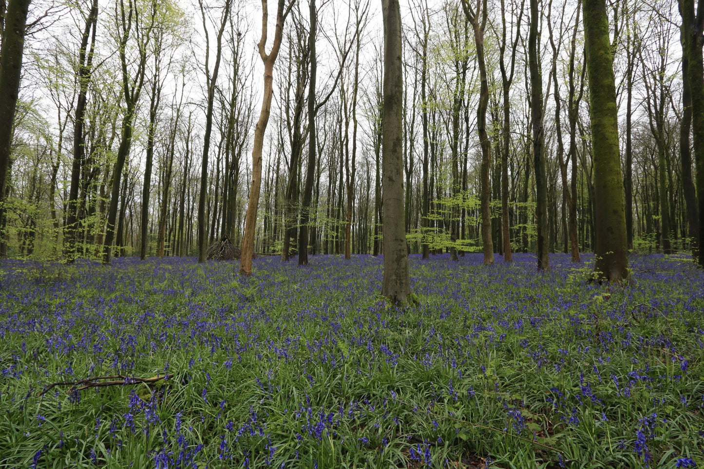 Dense woodland with tall trees and a lush carpet of vibrant bluebell flowers in spring
