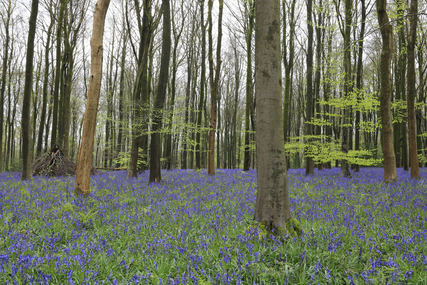 Bluebell flowers carpeting forest floor among tall bare trees and fresh green leaves in spring woodland