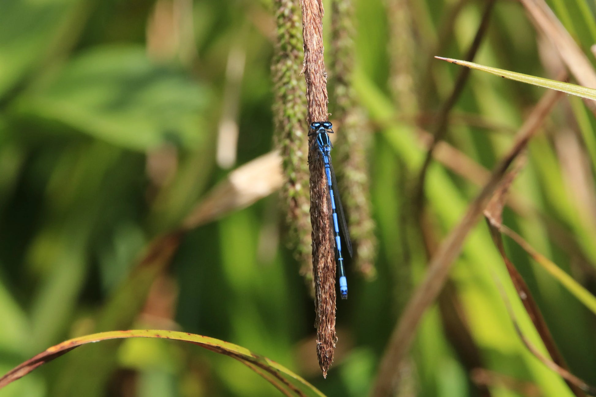 Blue damselfly perched on brown seed head with green grass background
