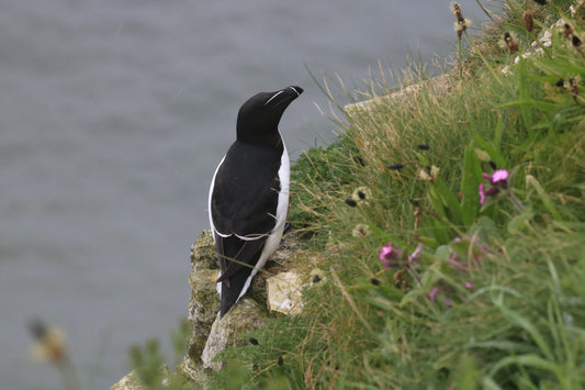 Razorbill bird perched on rocky cliff beside green grass and purple flowers by the sea