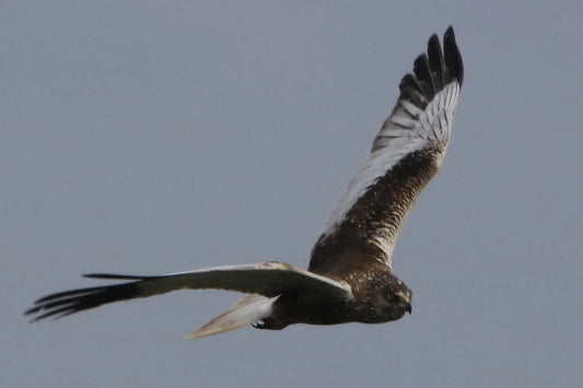 Marsh harrier in flight with spread wings hunting over RSPB Blacktoft Sands wetland reserve East Yorkshire