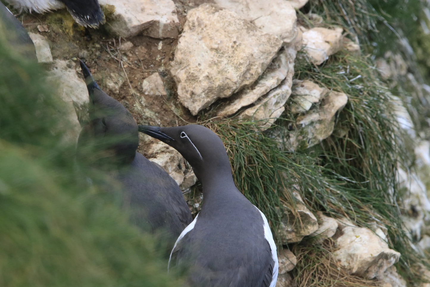 Two common murres on rocky cliffside with grass, one bird nuzzling the other