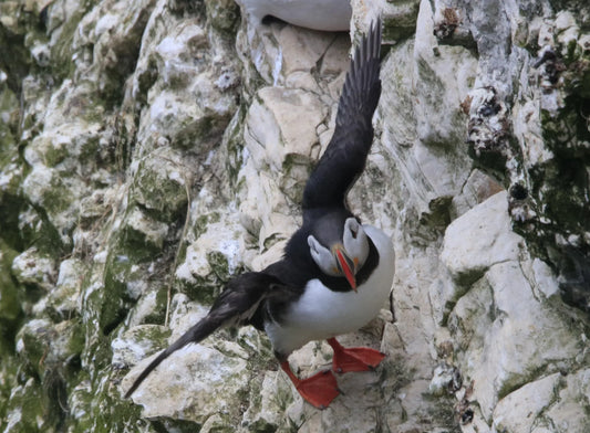 Atlantic puffin with orange beak and feet on rocky cliff face spreading wings