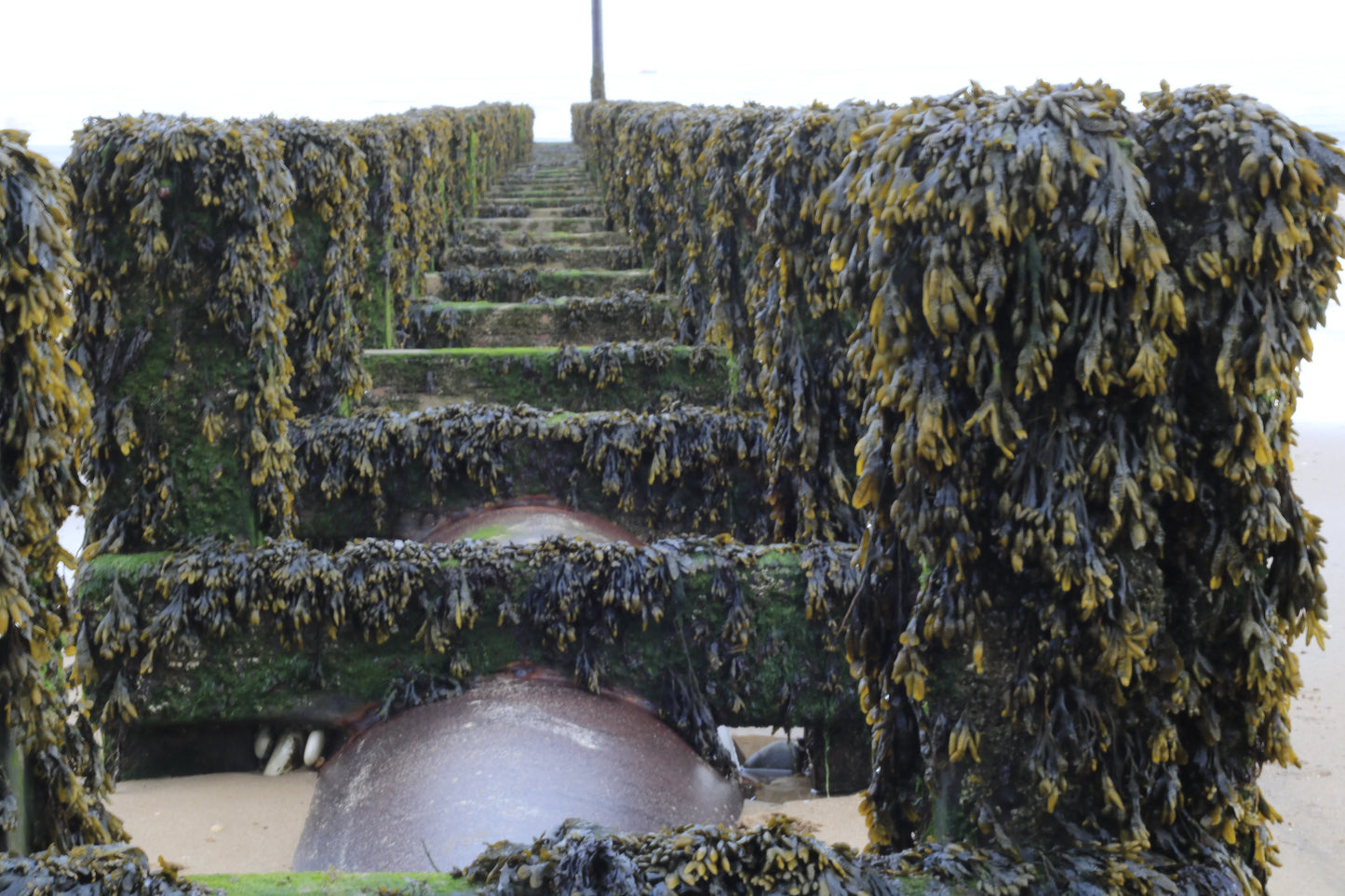 Close-up of a seaweed-covered wooden groyne with metal parts on a sandy beach, UK coastline