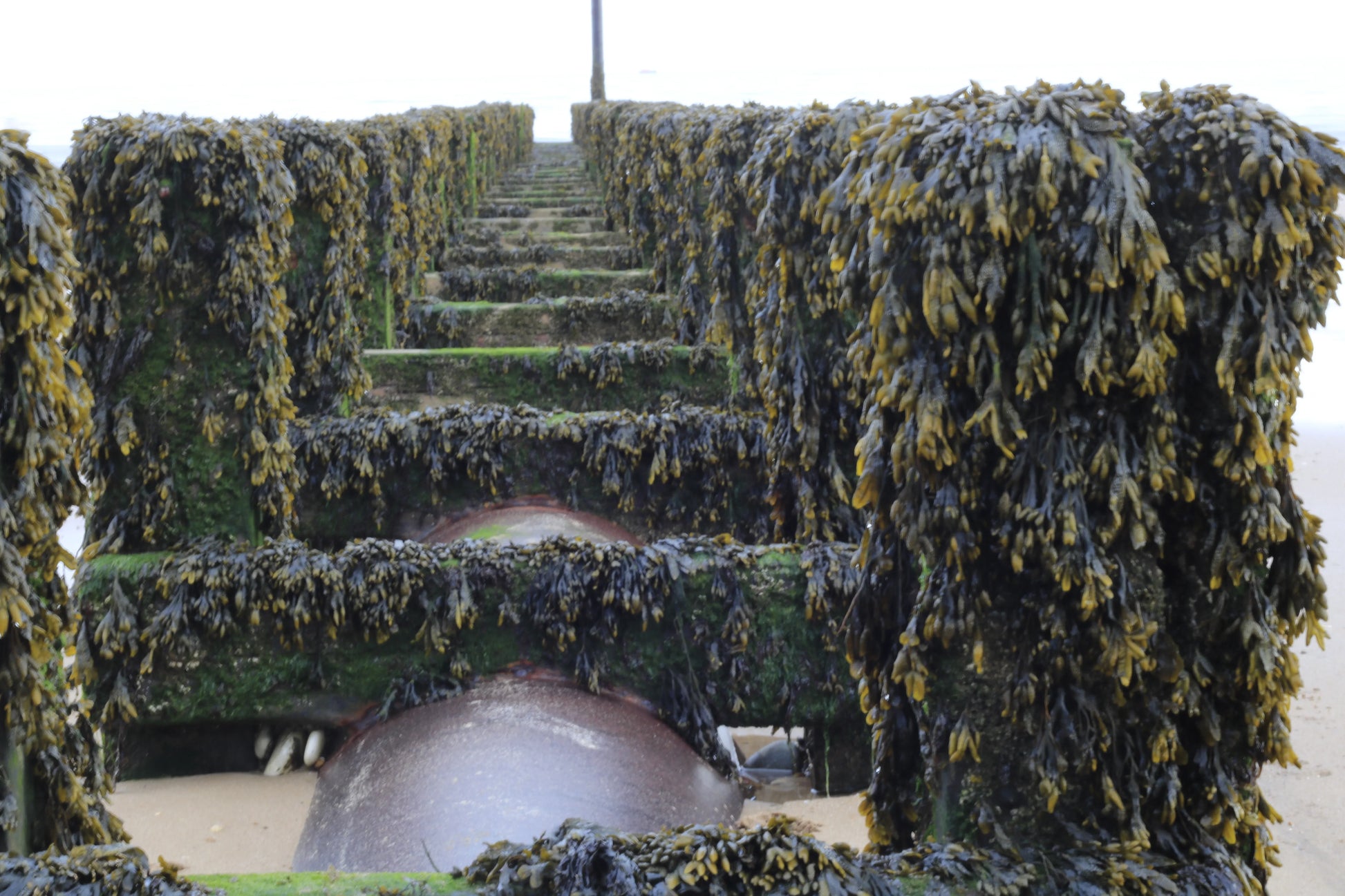 Close-up of a seaweed-covered wooden groyne with metal parts on a sandy beach, UK coastline