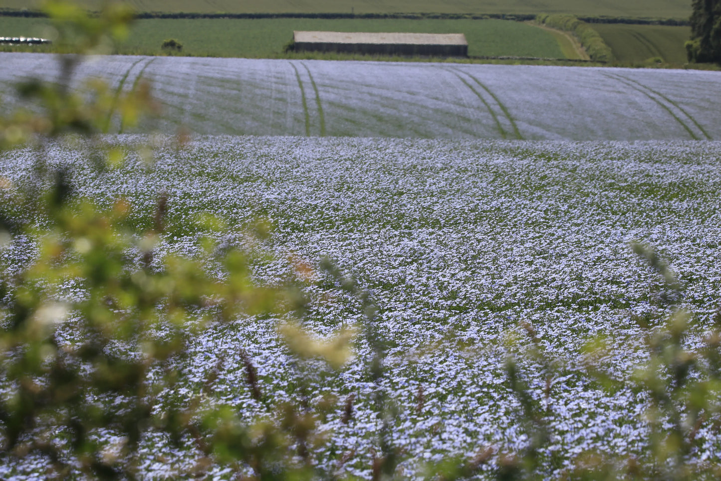 Field of blooming blue flax flowers with distant green fields and a barn under sunlight