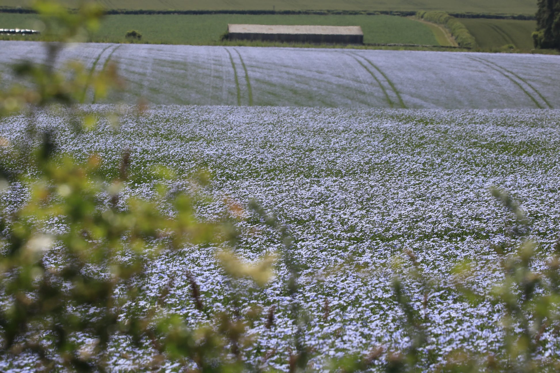 Field of blooming blue flax flowers with distant green fields and a barn under sunlight