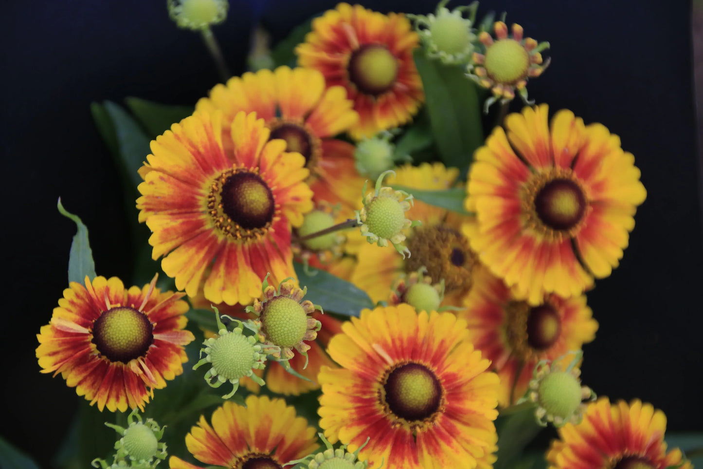 Bright yellow and red Helenium flowers with dark centers and green buds against a black background