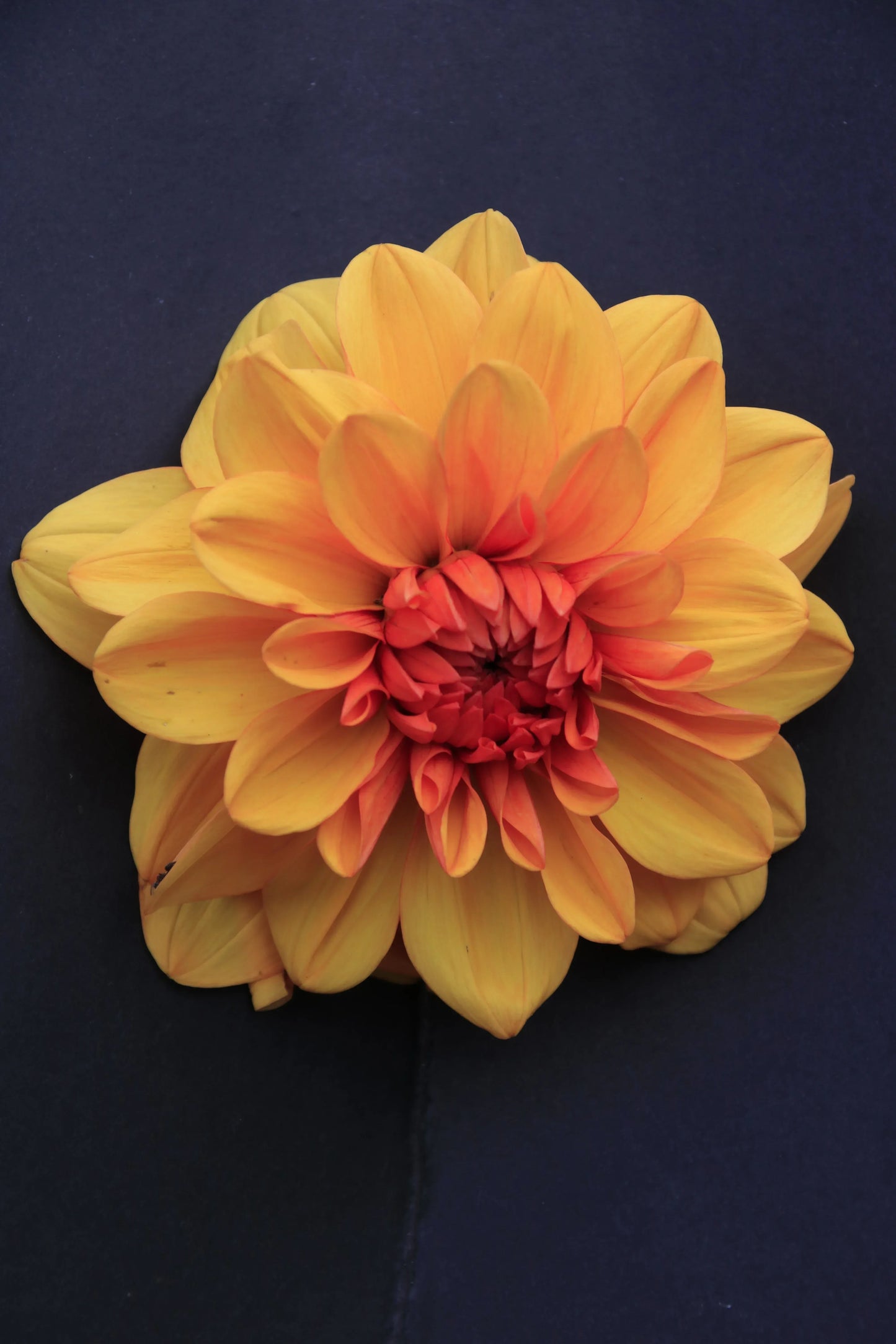 Close-up of vibrant yellow and orange dahlia flower on black background