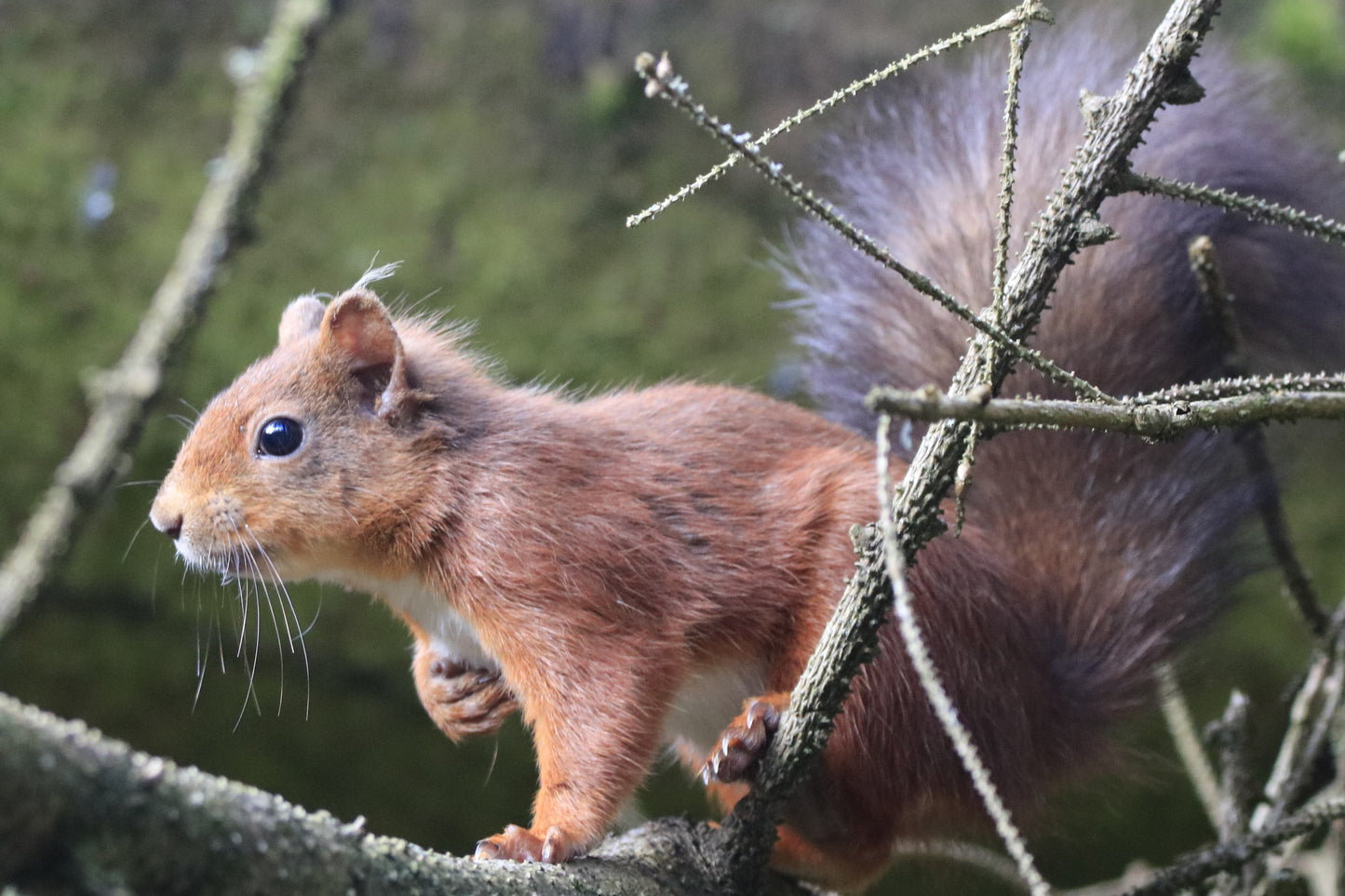 Wildlife in Northumberland Photography Prints