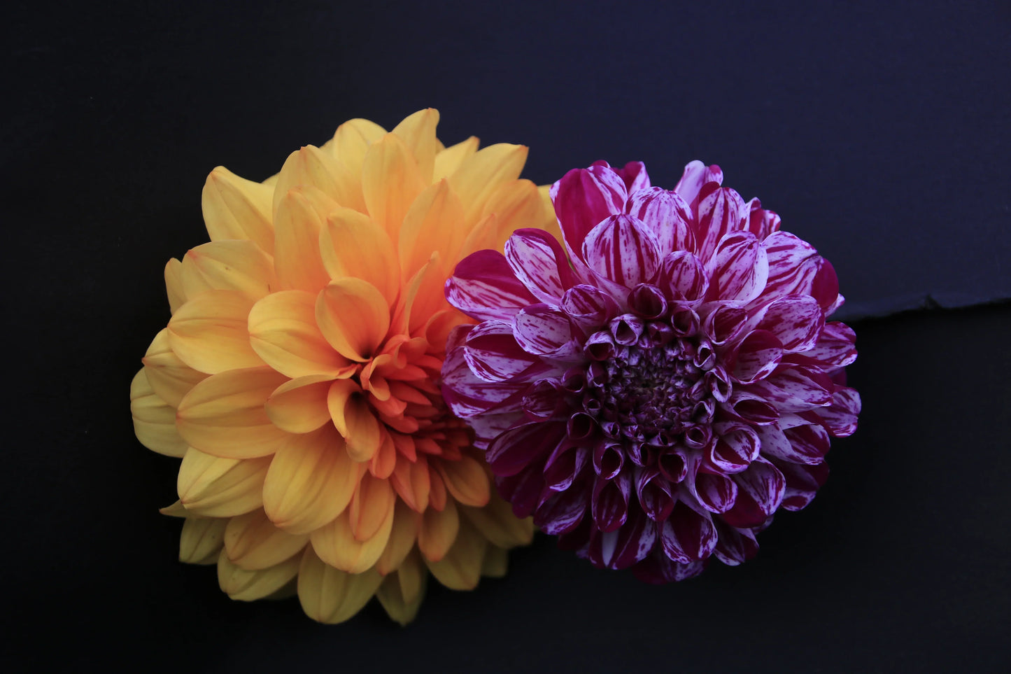Close-up of yellow and purple dahlia flowers against black background