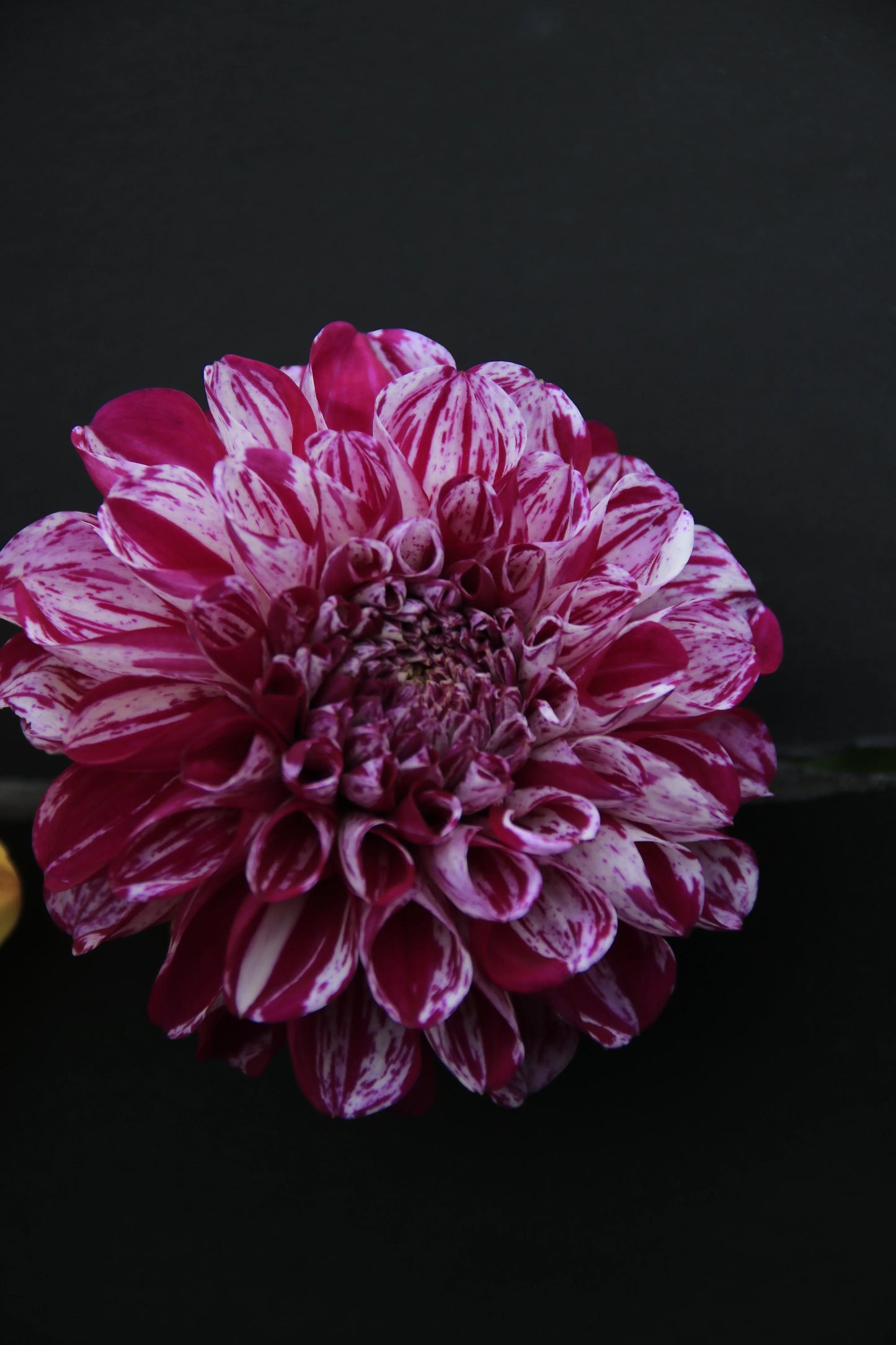 Close-up of a pink and white speckled dahlia flower against a black background