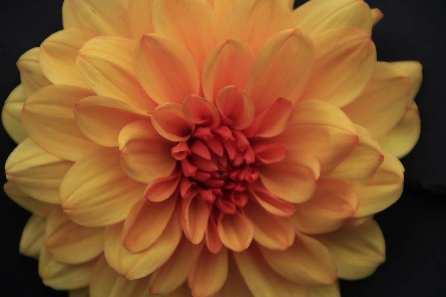 Close-up of a vibrant yellow and orange dahlia flower with detailed petals on a black background