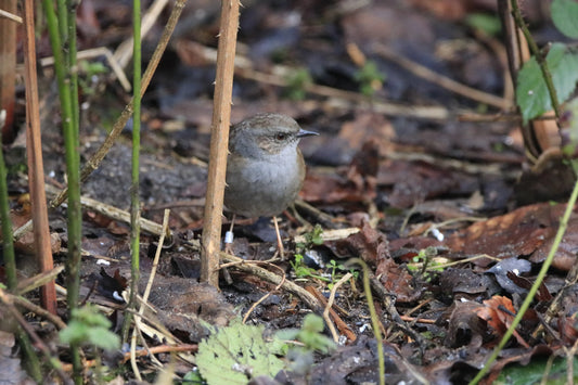 Small gray and brown bird standing among dry leaves and thin plant stems on forest floor