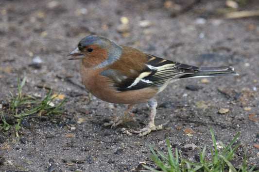 Chaffinch bird with colorful plumage standing on the ground near grass